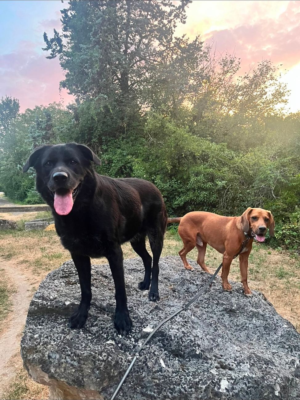 Deux chiens en balade collective, en pleine nature